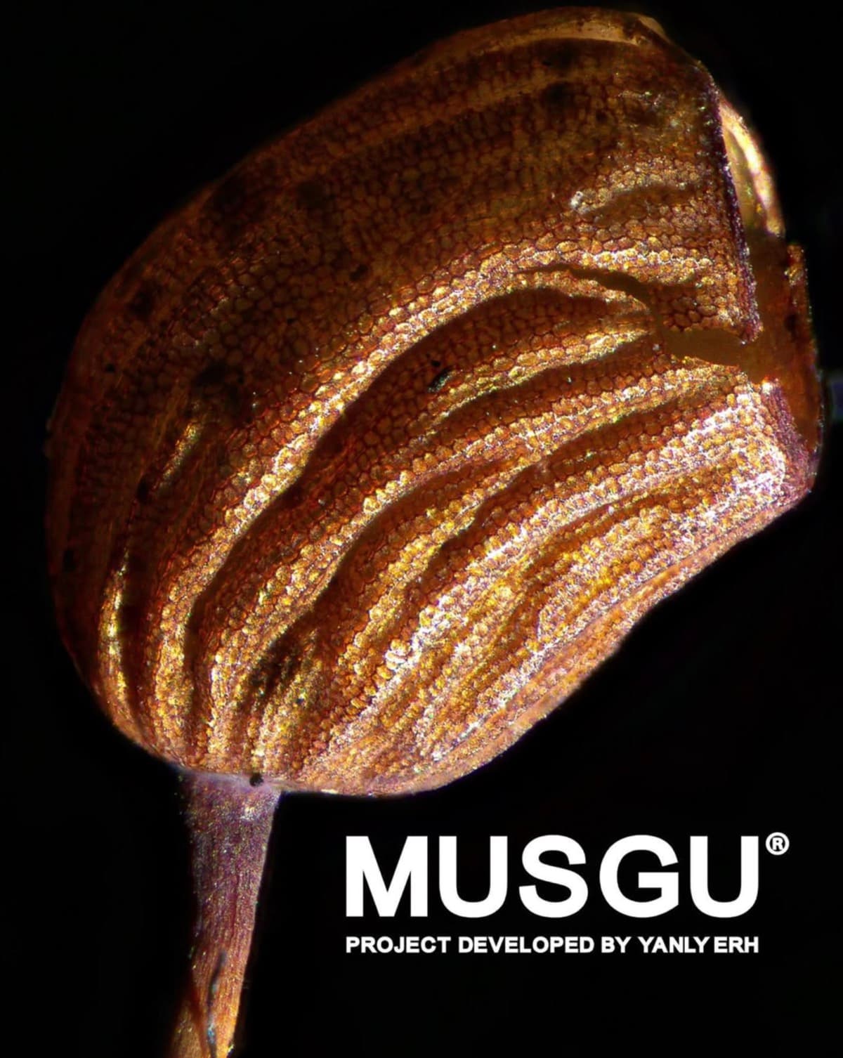 MUSGU