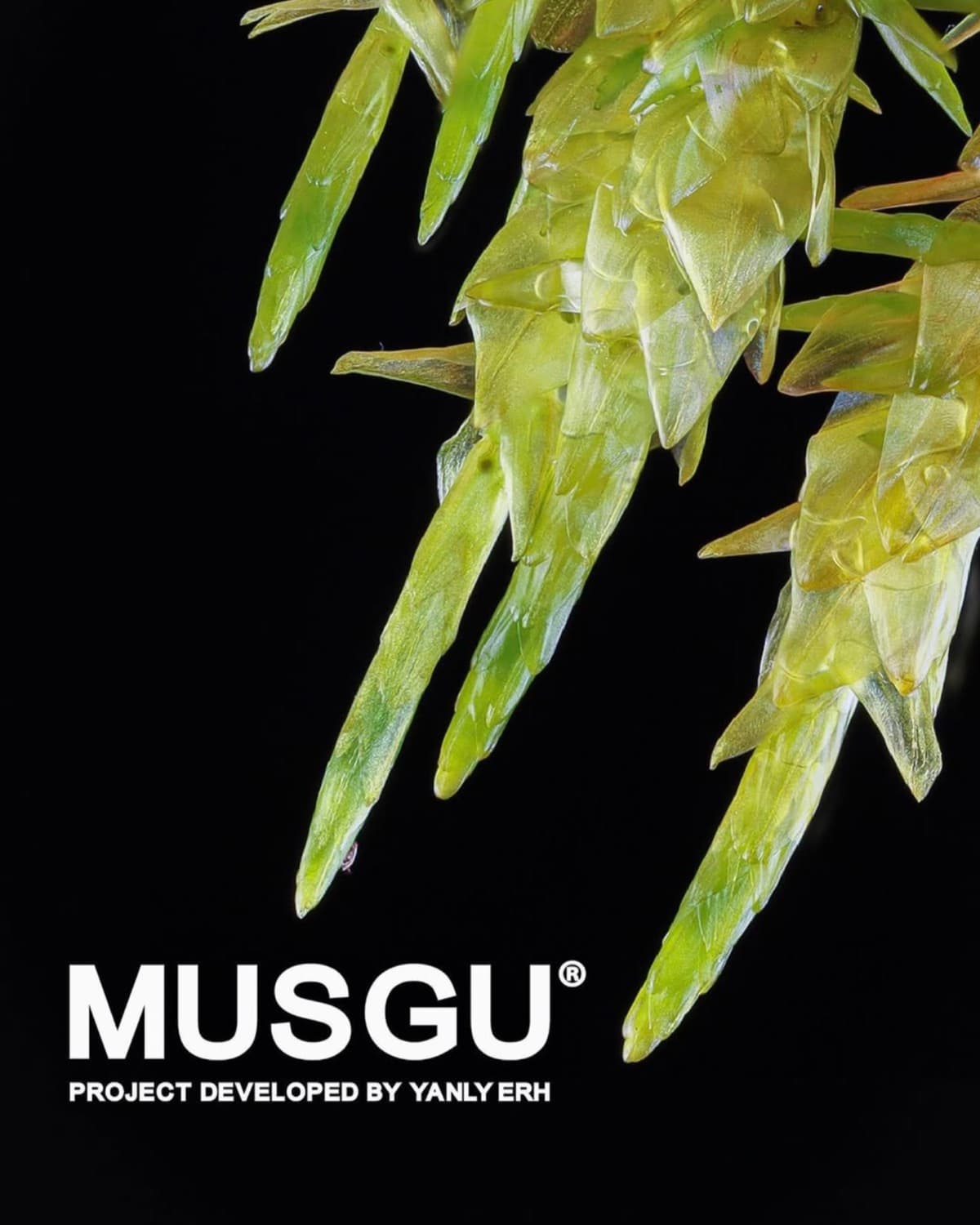 MUSGU