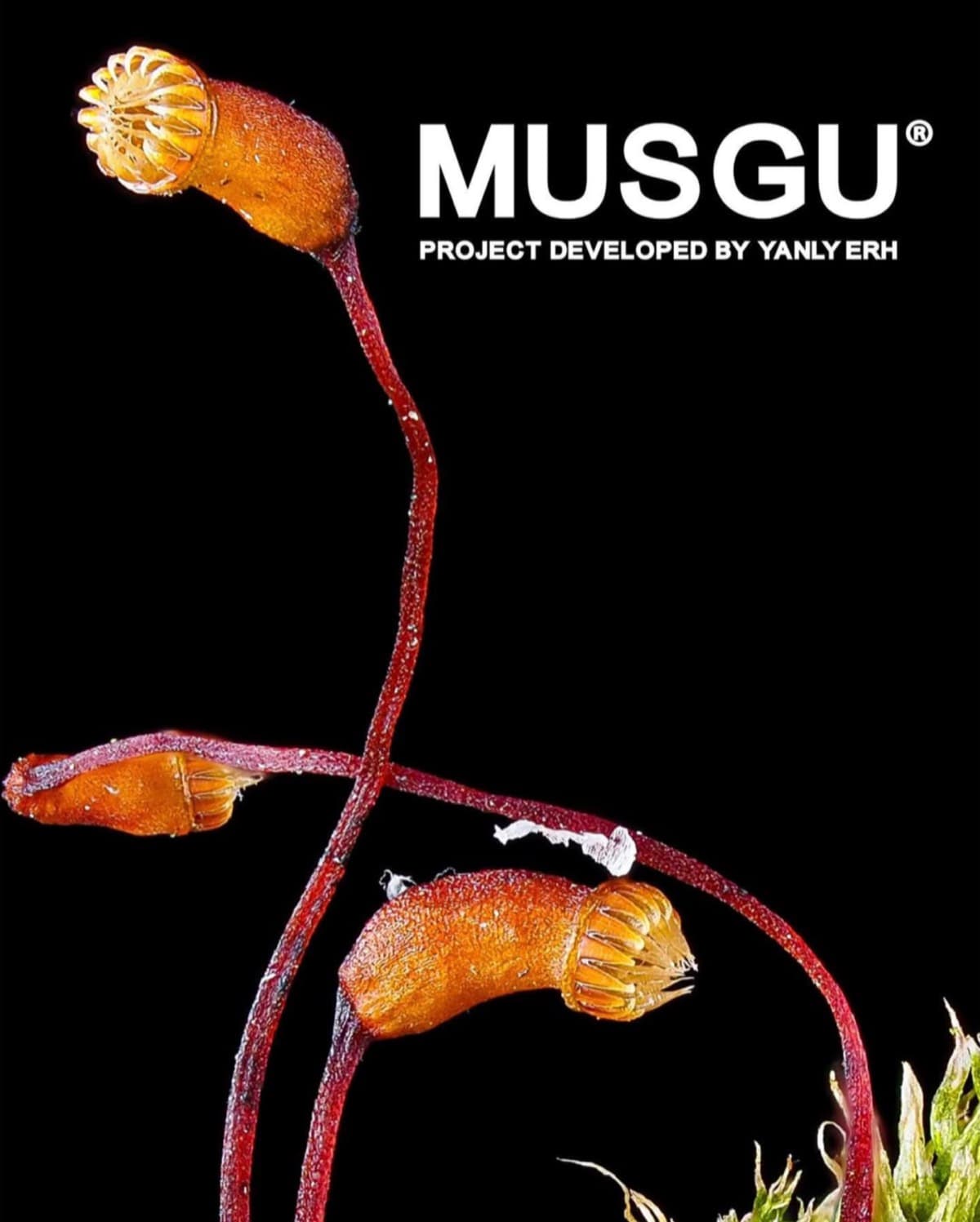 MUSGU