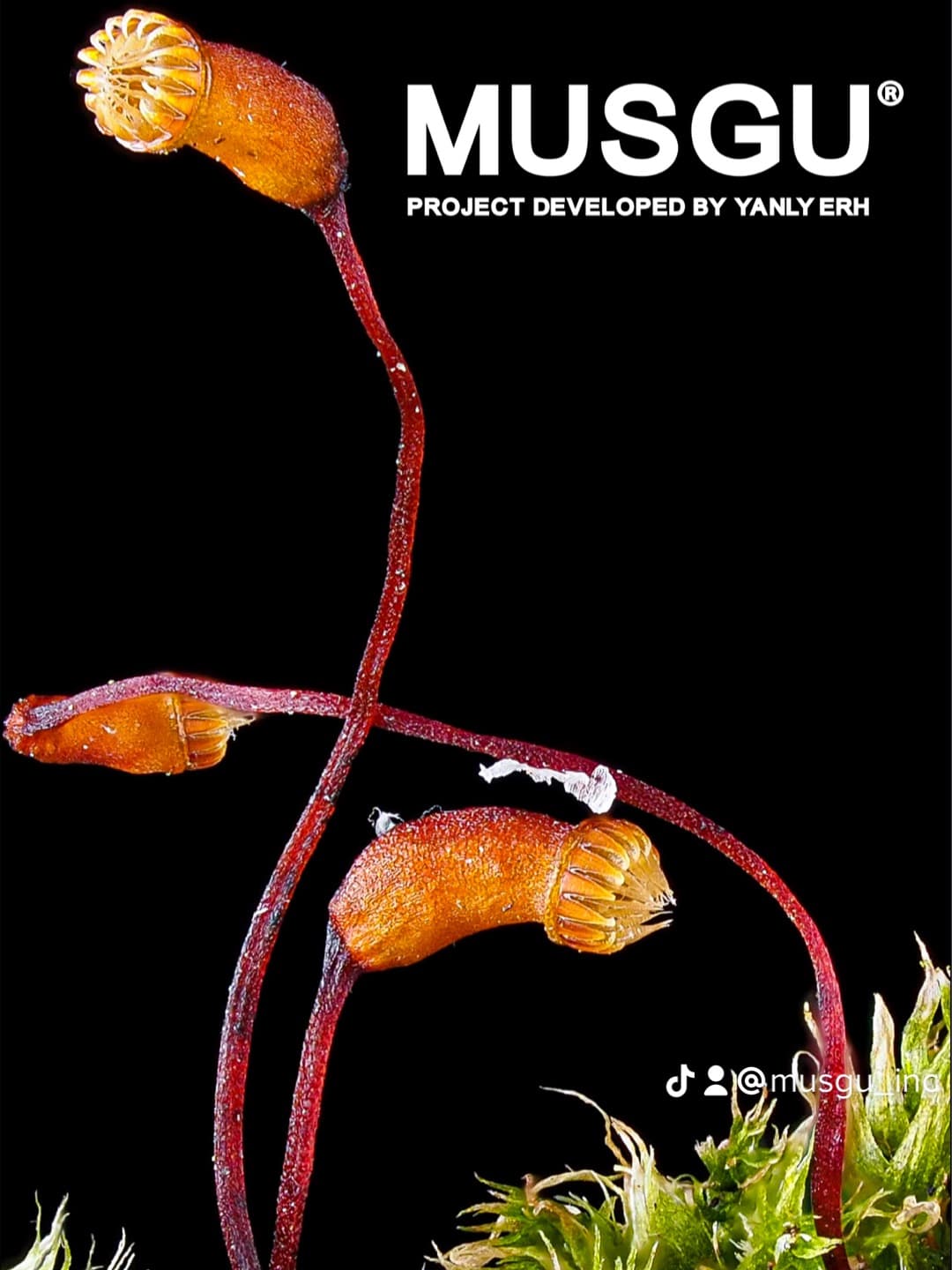 MUSGU