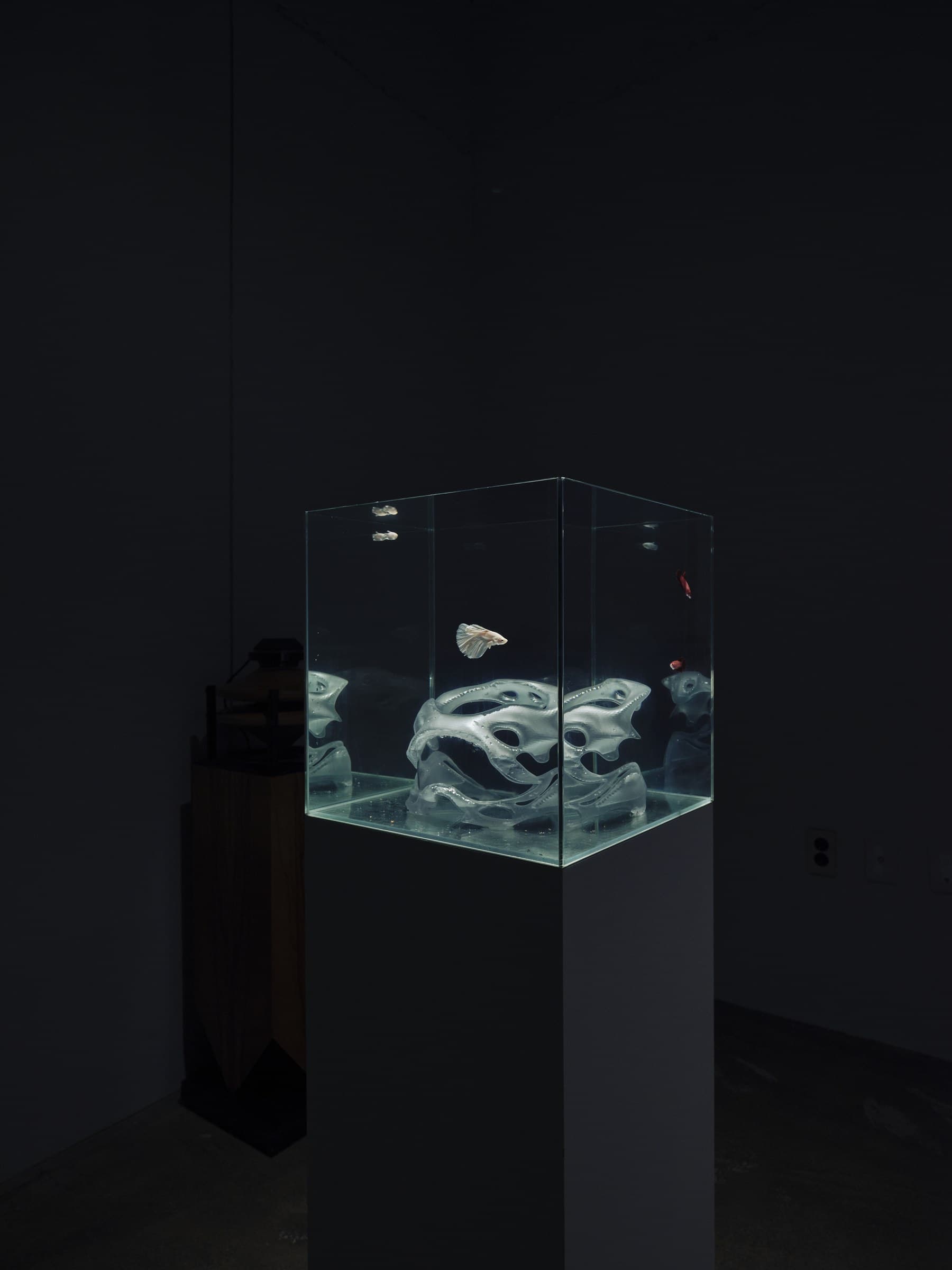 Second Anatomy